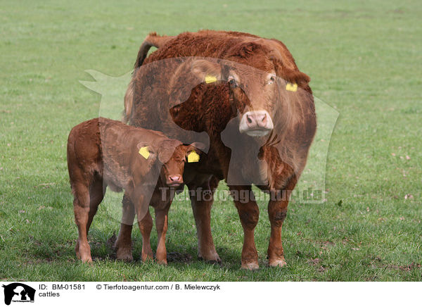 cattles / BM-01581