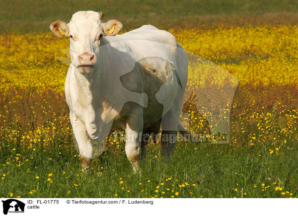 Rind / cattle / FL-01775