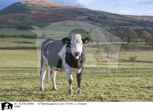 Rind / cattle / FLPA-02465