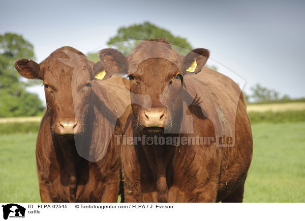 Rinder / cattle / FLPA-02545