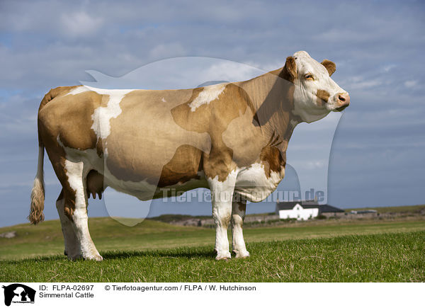 Simmental Cattle / FLPA-02697
