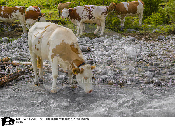 Rinder / cattle / PW-15906