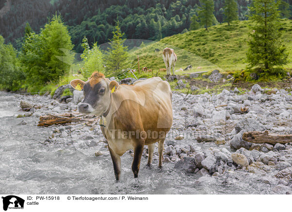 Rinder / cattle / PW-15918
