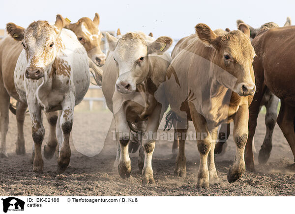 Rinder / cattles / BK-02186