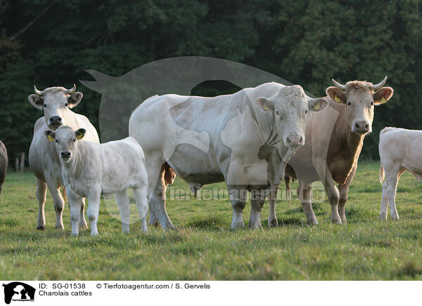 Charolais cattles / SG-01538