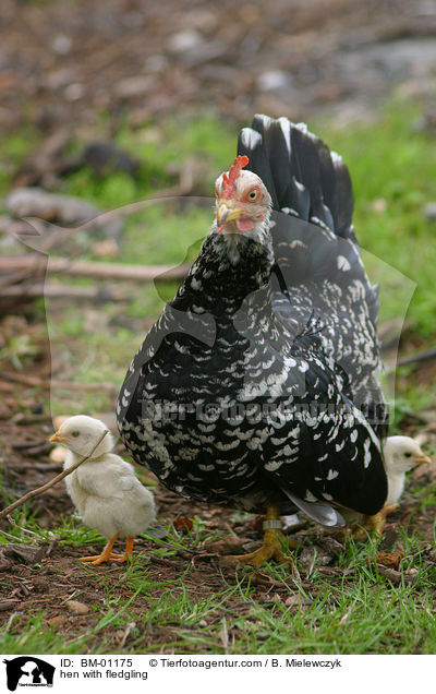 hen with fledgling / BM-01175