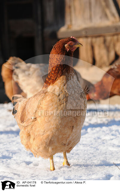 domestic fowl / AP-04178