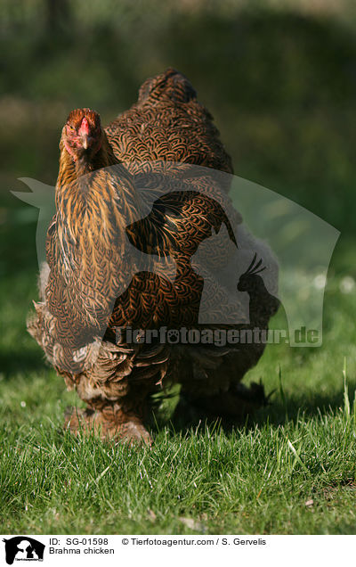 Brahma chicken / SG-01598
