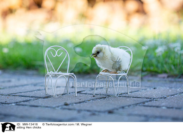 sitting Hen chicks / MW-13416
