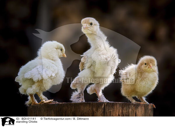 standing Chicks / BDI-01141