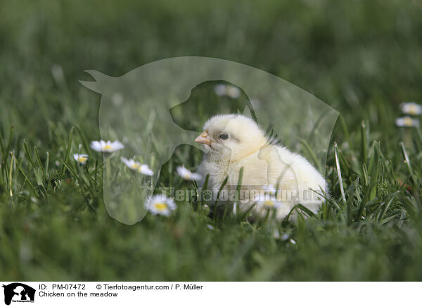Chicken on the meadow / PM-07472