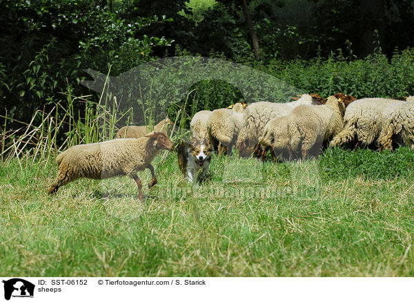 sheeps / SST-06152