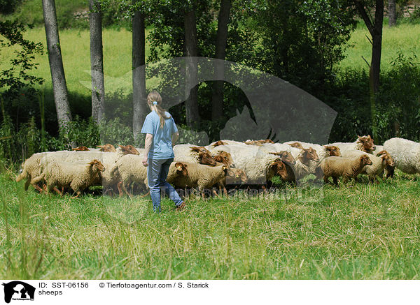sheeps / SST-06156