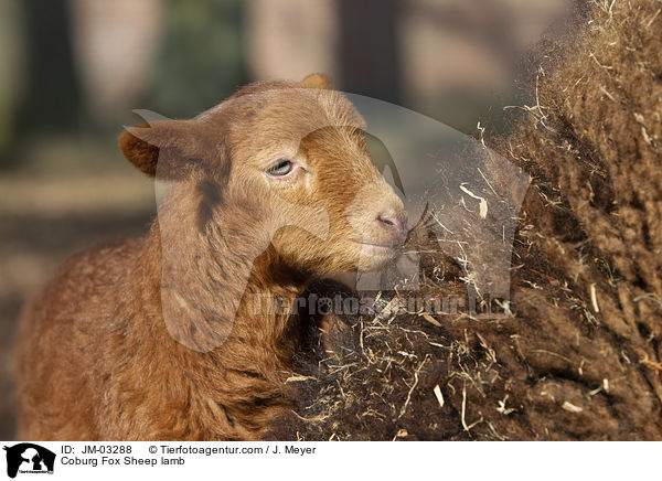 Coburg Fox Sheep lamb / JM-03288