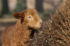 Coburg Fox Sheep lamb