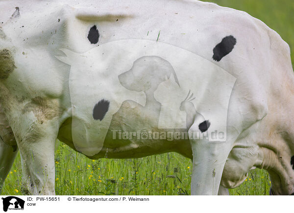 cow / PW-15651