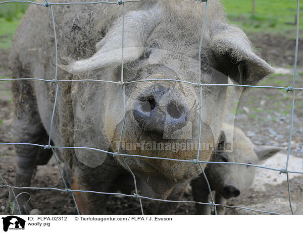 Wollschwein / woolly pig / FLPA-02312