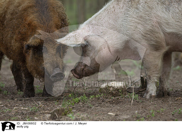 Wollschwein / wolly pig / JM-06602