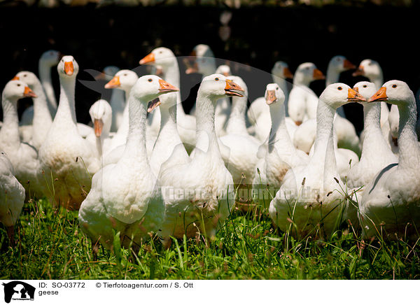 Hausgnse / geese / SO-03772
