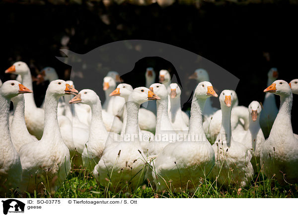 Hausgnse / geese / SO-03775