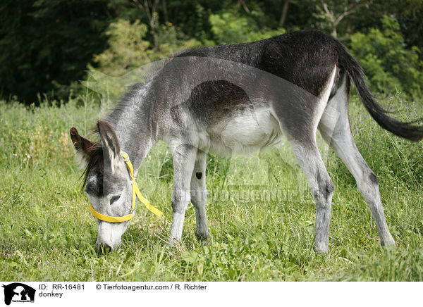 donkey / RR-16481
