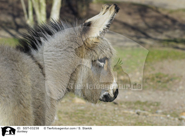 donkey / SST-03238