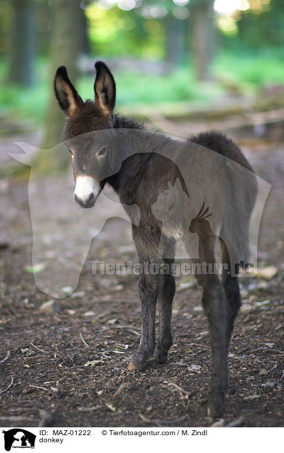 donkey / MAZ-01222