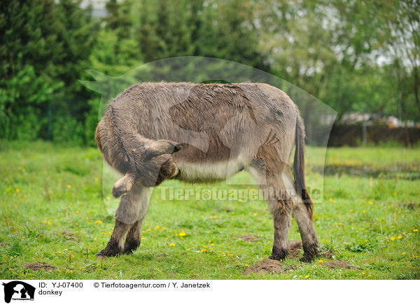 Esel / donkey / YJ-07400
