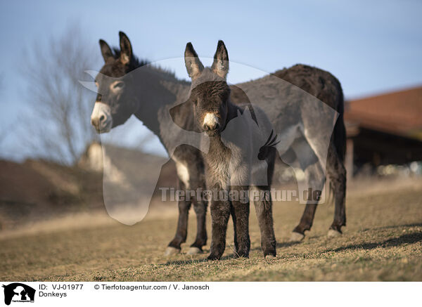 Donkeys / VJ-01977