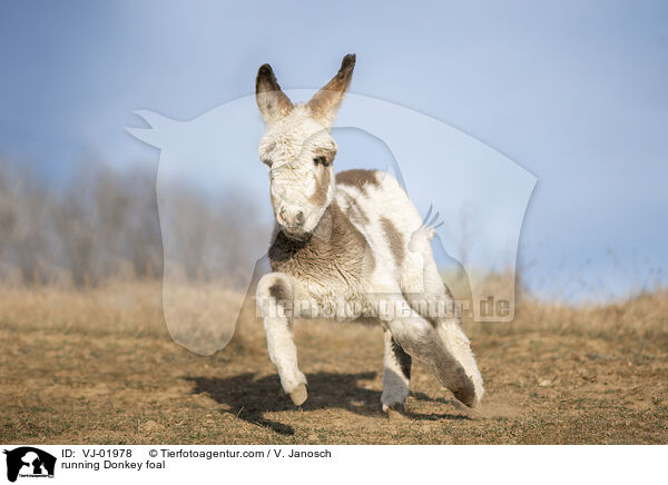 running Donkey foal / VJ-01978
