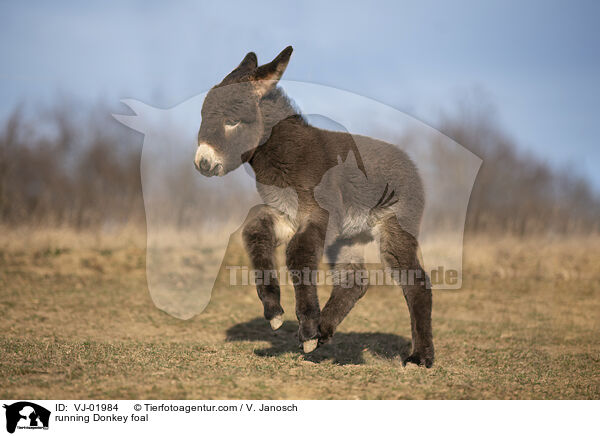 running Donkey foal / VJ-01984