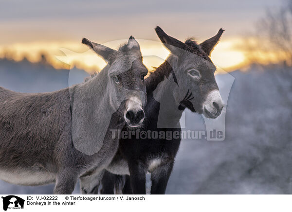 Donkeys in the winter / VJ-02222