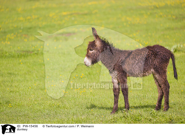 Esel / donkey / PW-15456