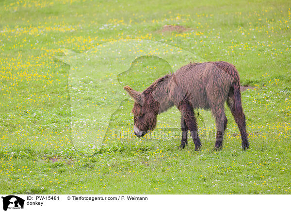 Esel / donkey / PW-15481