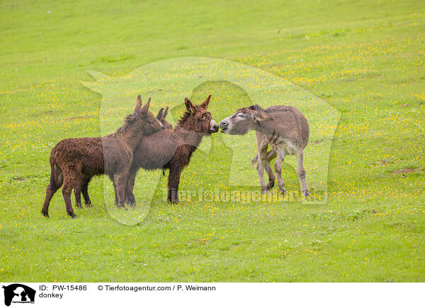 donkey / PW-15486