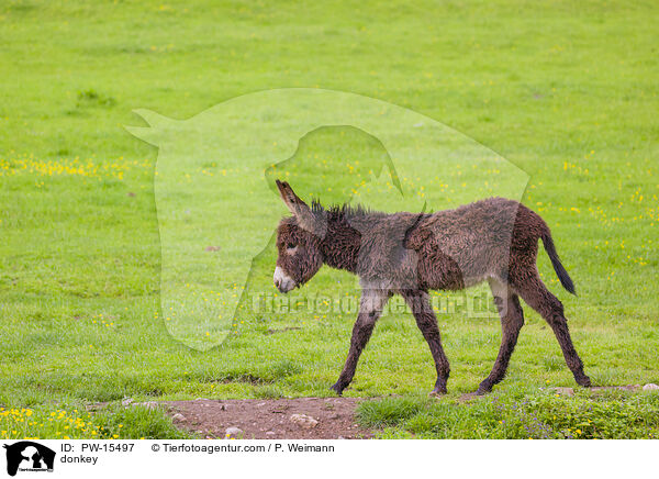donkey / PW-15497