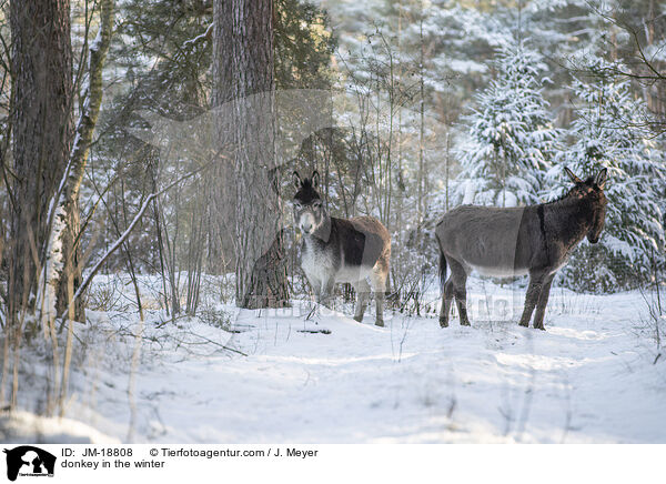 donkey in the winter / JM-18808