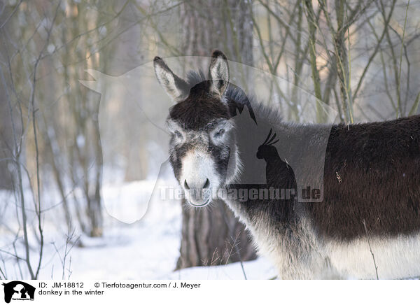 Esel im Winter / donkey in the winter / JM-18812