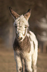 standing Donkey foal