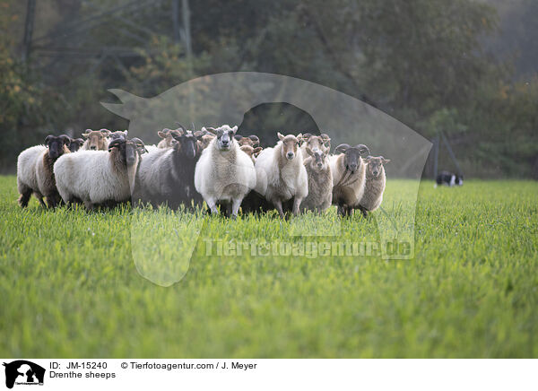Drenthe sheeps / JM-15240