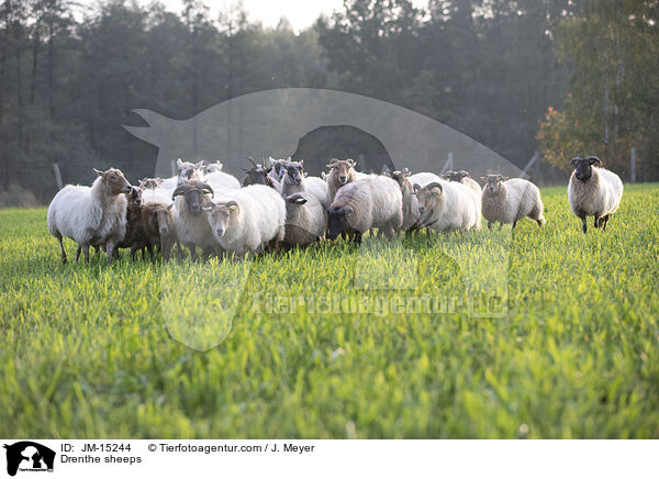 Drenthe sheeps / JM-15244