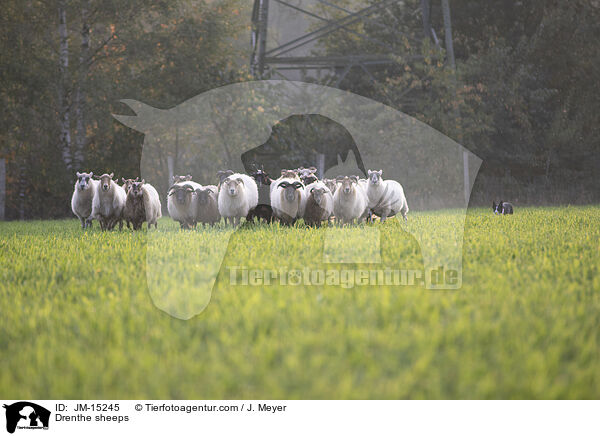 Drenthe sheeps / JM-15245