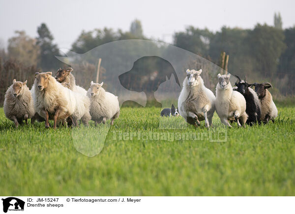 Drenthe sheeps / JM-15247