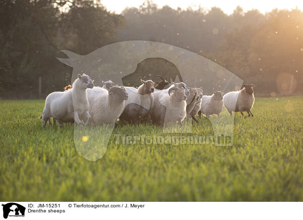 Drenthe Heideschafe / Drenthe sheeps / JM-15251