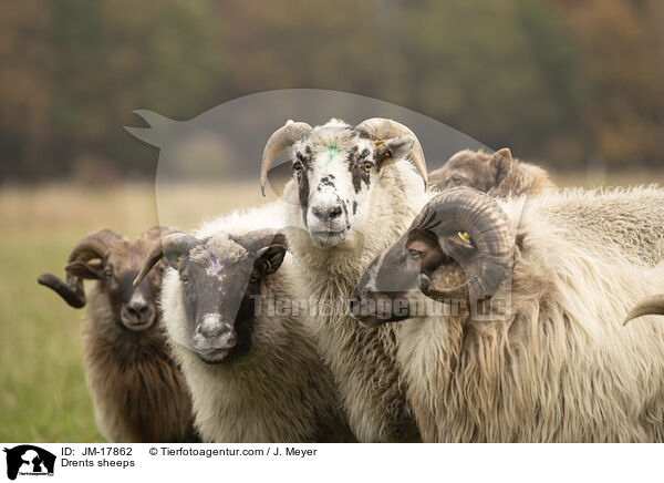 Drenthe Heideschafe / Drents sheeps / JM-17862