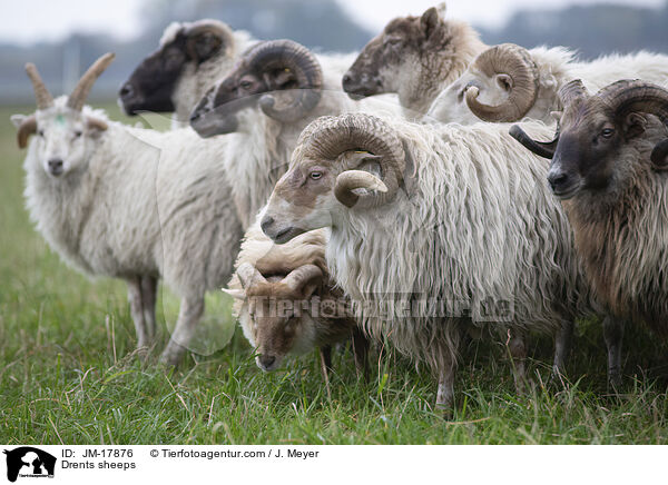 Drents sheeps / JM-17876
