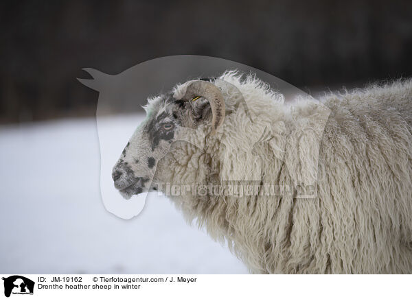 Drenthe heather sheep in winter / JM-19162