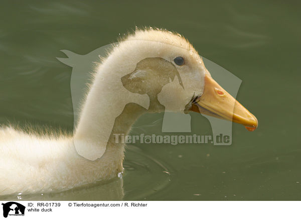 white duck / RR-01739