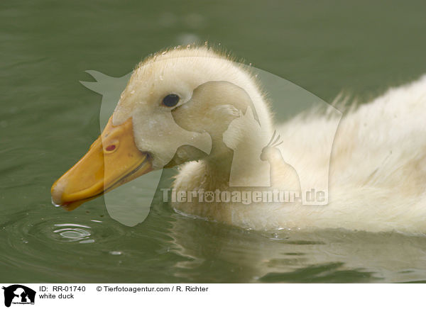 white duck / RR-01740