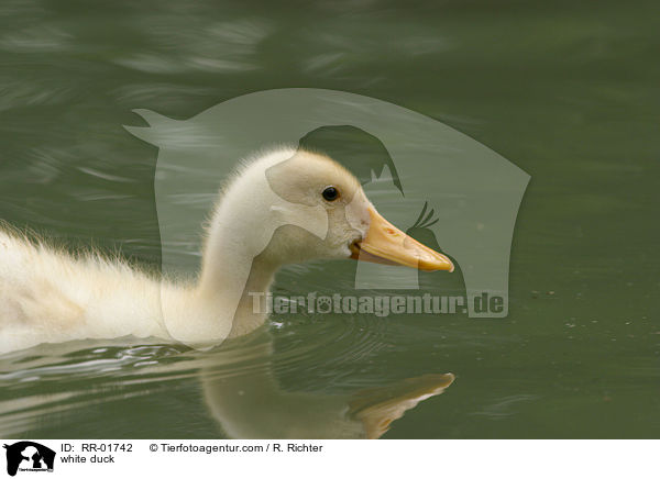 white duck / RR-01742